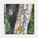 Search for blackbear Wildlife