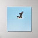 Search for flight pet supplies Bird