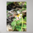 Search for bumble bee posters Insects