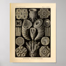 Search for vintage sea shells posters Coral