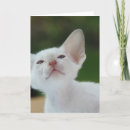 Search for siamese cards Kitten