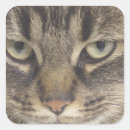 Search for cat face stickers Animal