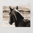 Search for scotch postcards Equine