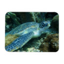 Search for turtle image magnets Sea
