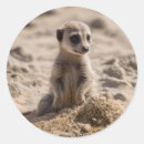 Search for meerkat stickers Wildlife