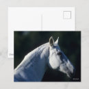 Search for bob postcards Animal