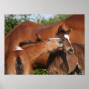 Search for sporting breed posters Bob langrish