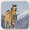 Search for run coasters Mountains