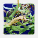 Search for weedy Seahorses