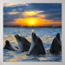 Search for dolphins at sunset posters Animals
