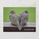 Search for mourning dove Birds and blooms