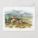 Search for audubon postcards Illustration