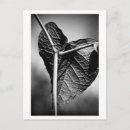 Search for leaf vein postcards Nature