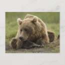Search for ursus postcards Animal