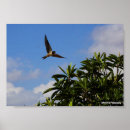 Search for swallow posters Hirundo rustica