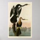 Search for anhingas posters Anhinga anhinga