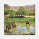 Search for three people magnets Animal