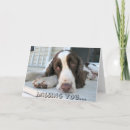 Search for springer spaniel cards Animals