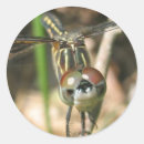 Search for dragonfly wings stickers Bug