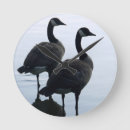 Search for goose clocks Canada