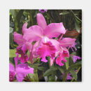 Search for fuschia magnets Flower