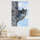 Search for squirrel posters Curious