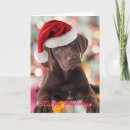 Search for chocolate labrador christmas cards Puppies