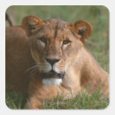 Search for kenya stickers Looking at camera