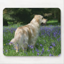 Search for flat coated retriever electronics Bob and pam langrish