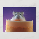 Search for cute hamsters postcards Furry