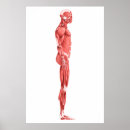 Search for muscles art Leg