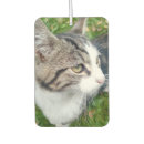Search for cat car air fresheners Cute