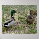 Search for anas posters Waterfowl