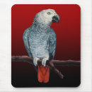 Search for african grey mousepads Bird
