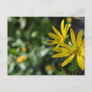 Search for flower petals postcards Yellow