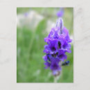 Search for lavendar postcards Nature