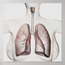 Search for respiratory system posters Three dimensional