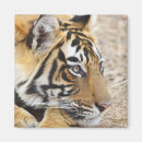 Search for bengal magnets Portrait