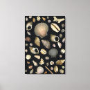 Search for sea shells canvas prints Sealife