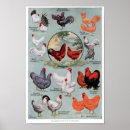 Search for vintage chicken posters Animals