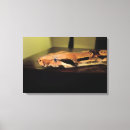 Search for constrictor art Boa