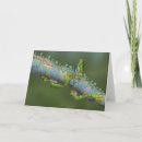 Search for frog christmas cards Nature