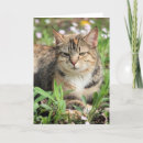 Search for brindle cards Pet