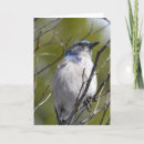 Search for bird tree cards Nature