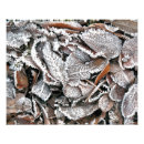 Search for photograph art Trees
