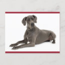 Search for great dane cards Puppies
