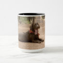 Search for chocolate lab puppy mugs Brown