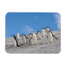 Search for flightless magnets Wildlife