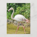Search for flamingo picture postcards Wild