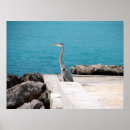 Search for herons posters Great blue heron